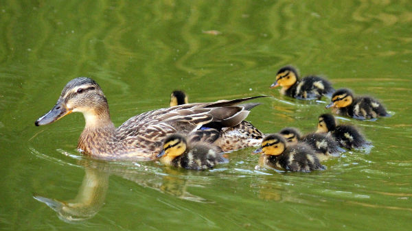 cane canard colvert cane canetons parc de bercy paris mallard cane duck duckling