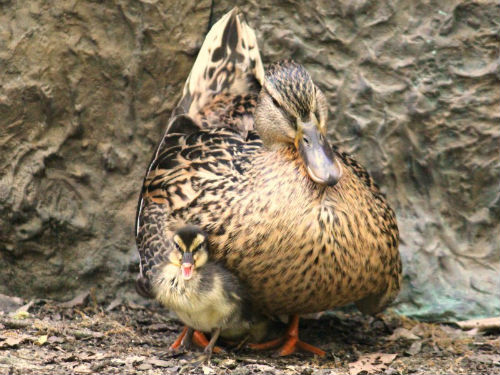 cane canard colvert et canetons parc de bercy paris mallard cane duck