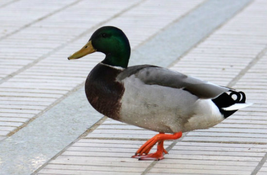 canard colvert parc de bercy paris mallard duck