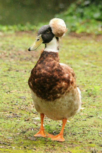 Canard pompon jardin acclimatation paris duck neuilly
