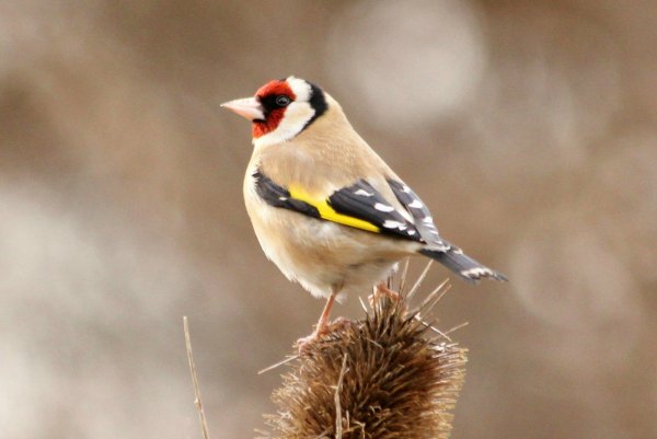 chardonneret elegant viile de Paris parc de bercy European Goldfinch
