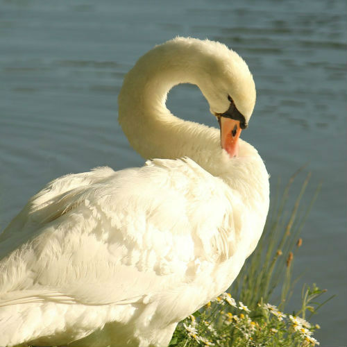 Cygne blanc tuberculé Mute Swan lac Daumesnil Vincennes Paris