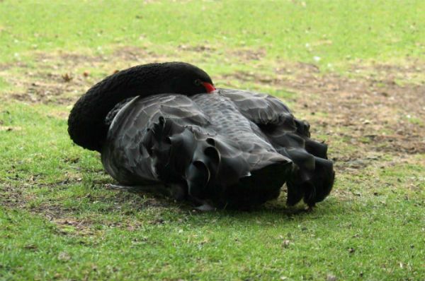 cygne noir parc Montsouris paris black swan