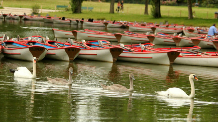 Cygne cygneaux tuberculé blanc lac daumesnil bois de Vincennes 75 Paris swan white
