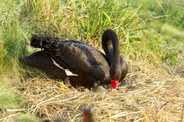 cygneau cygne noir au parc Montsouris Paris 2017 - black swan