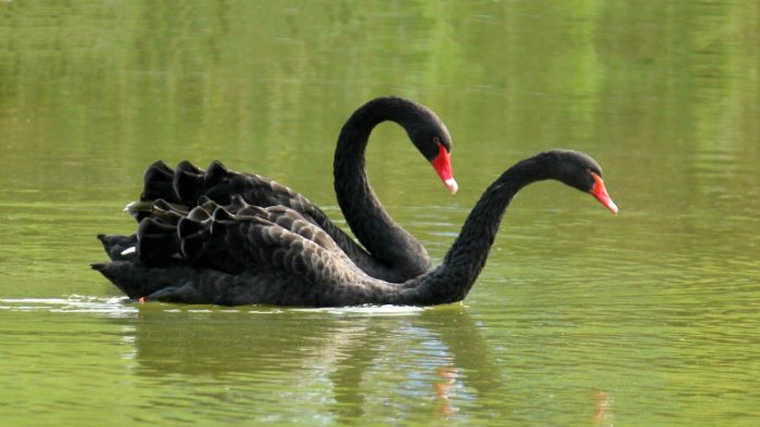 cygne noir parc Montsouris paris black swan
