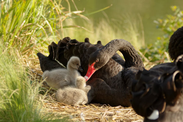 cygneau cygne noir au parc Montsouris Paris 2017 - black swan