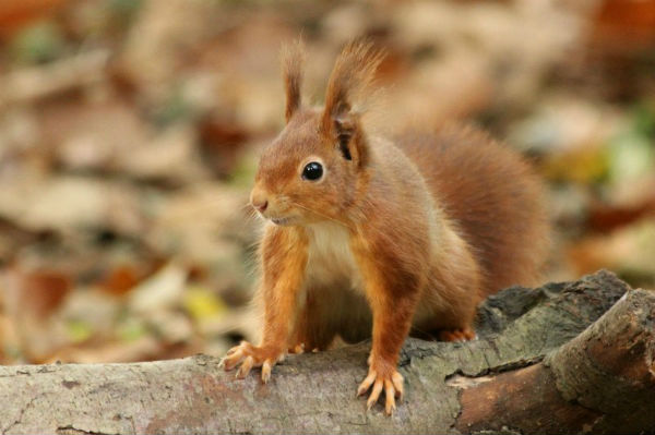 ecureuil roux Paris parc de sceaux red squirrel 