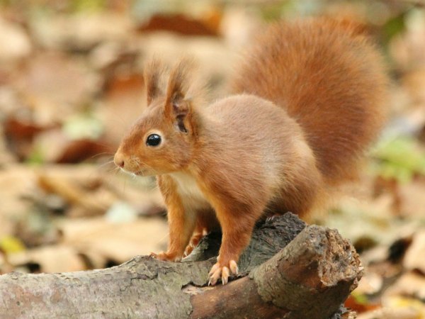 ecureuil roux Paris parc de sceaux red squirrel 