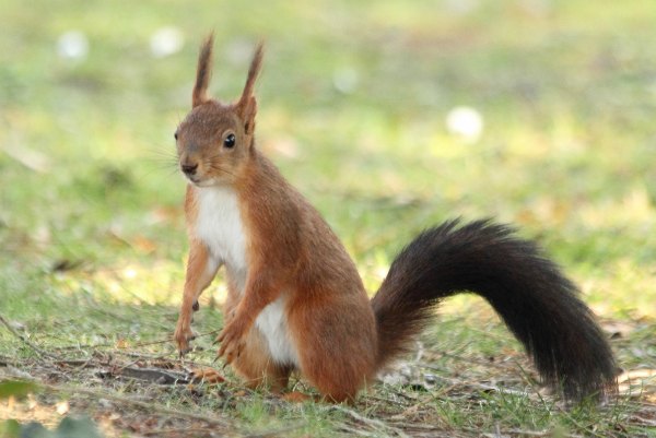 ecureuil-roux-paris-jardin d`acclimatation red-squirrel 