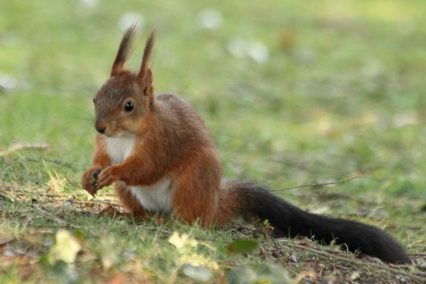 ecureuil-roux-paris-jardin d`acclimatation red-squirrel 
