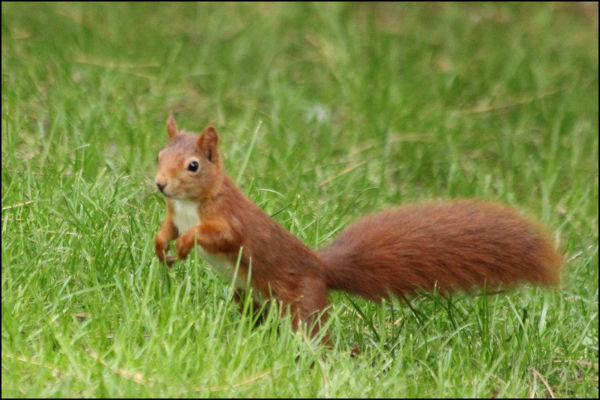ecureuil-roux-paris-parc Floral red-squirrel