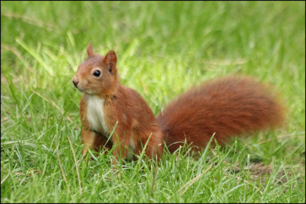 ecureuil-roux-paris-parc Floral red-squirrel