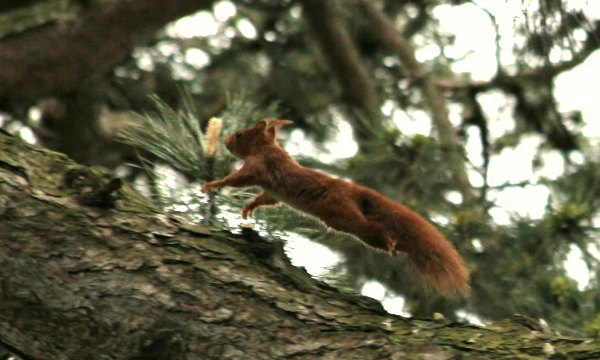 ecureuil roux red squirrel parc floral paris vincennes libre parc noisette mammifere mammal agile 
