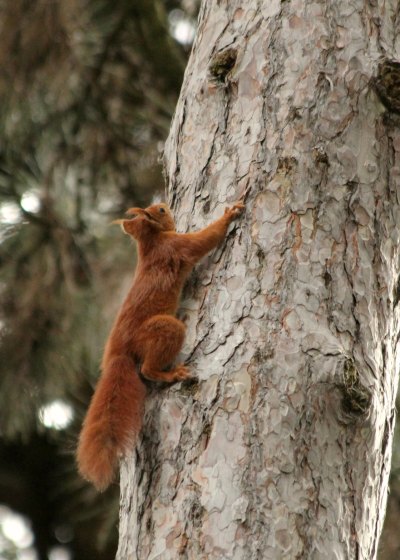 ecureuil roux red squirrel parc floral paris vincennes libre parc noisette mammifere mammal agile 