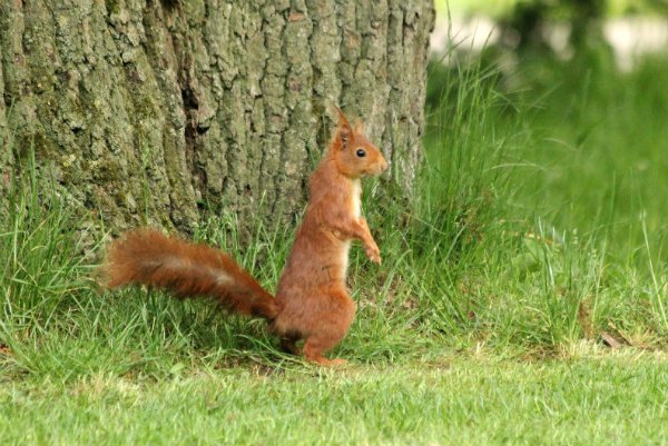 ecureuil roux red squirrel parc floral paris vincennes mammifere mammal libre arbre pin agile foret parc jardin