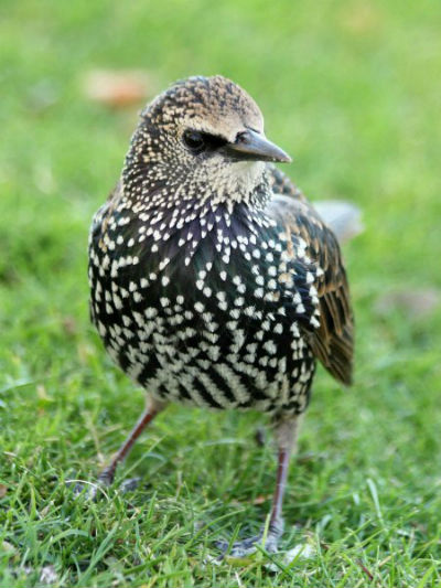 etourneau sansonnet parc de Bercy Paris - starling
