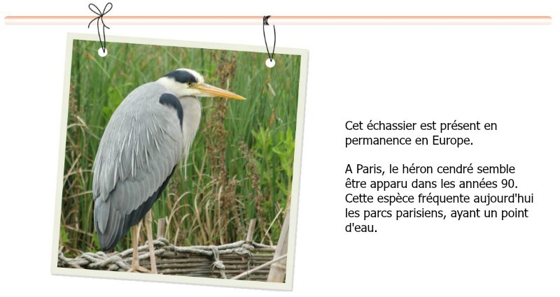 heron cendre au parc de Bercy à Paris - grey heron