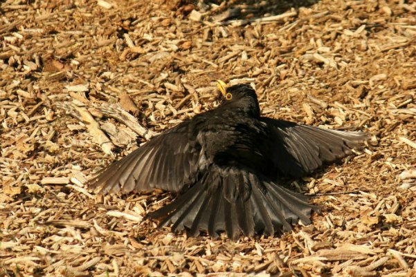 merle noir au parc de bercy paris blackbird