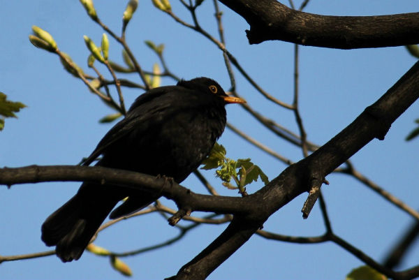 merle noir male au parc de bercy paris blackbird