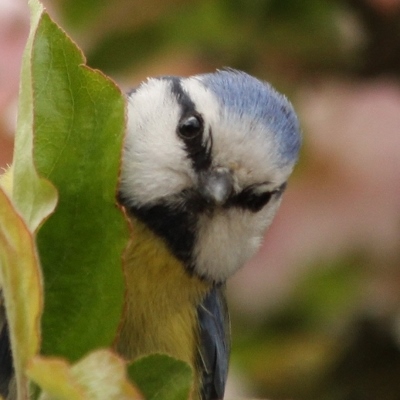 mesange bleue à Paris dans les jardins parcs - blue tit - bird oiseaux passereaux 
