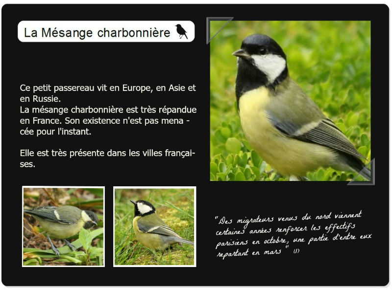 mesange charbonniere à Paris dans les jardins parcs - great tit - bird oiseaux passereaux 