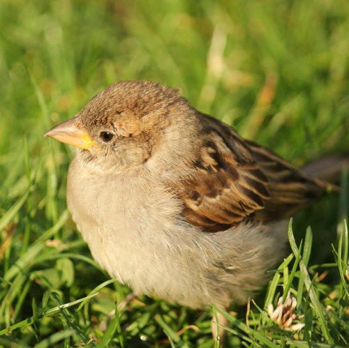 moineaux parc de Bercy Paris sparrows