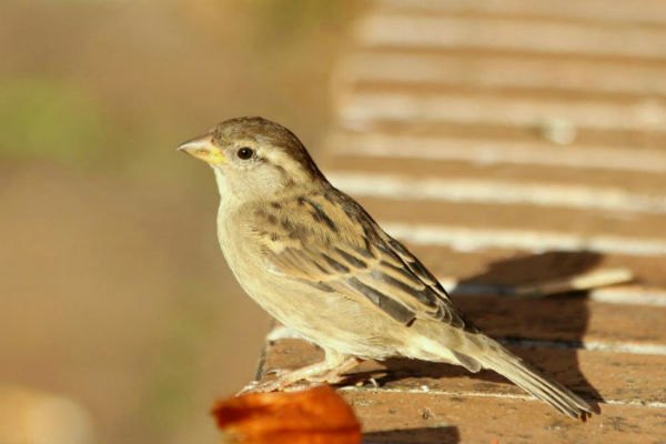 moineau domestique house sparrows paris parc de bercy plume oiseauc bird nid couple male femelle couvée 