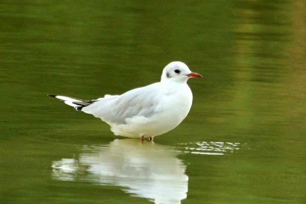 Mouette rieuse lac daumesnil Vincennes oiseaux bird