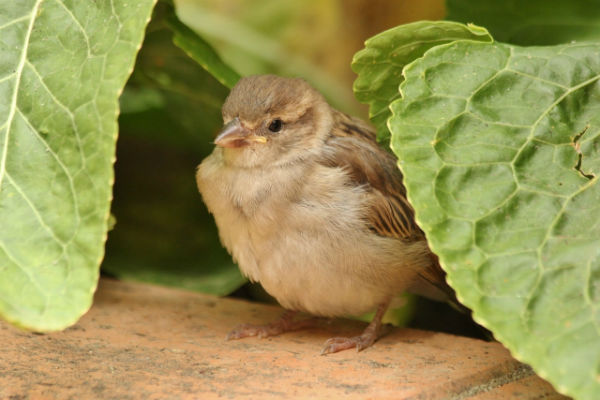oisillon moineau domestique au parc Bercy à Paris - House Sparrow