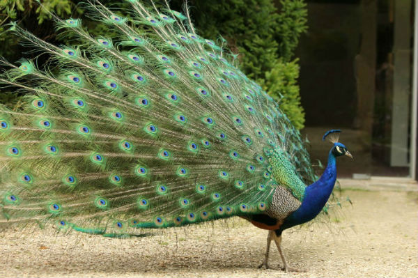 paon bleu parc Floral vincennes Paris peacock blue