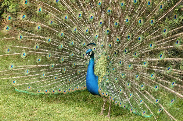 paonne bleu lac daumesnil vincennes paris paon bleu peacock