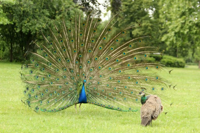 paon bleu peacock Vincennes Paris lac daumesnil ile de bercy paon roue bird oiseaux