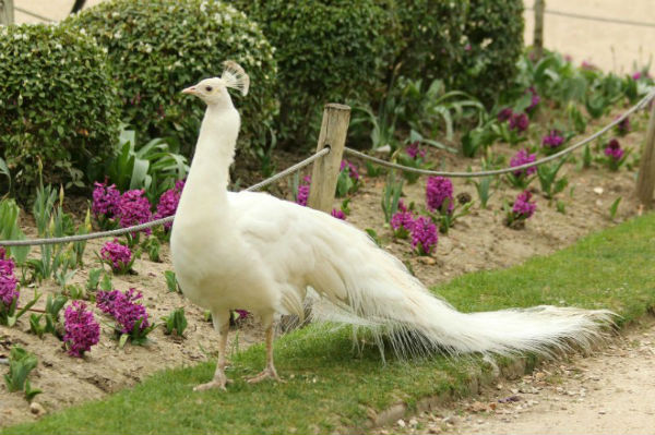 paon blanc Paris jardin d`acclimatation white peacock 