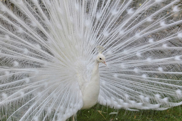 paon blanc jardin d`acclimatation Paris - white peacock