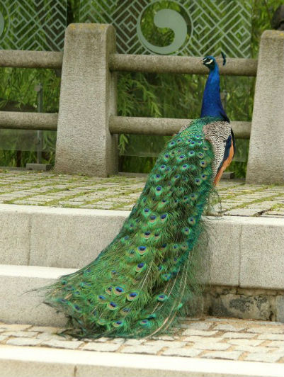 paon bleu fait roue jardin d`acclimatation Paris peacock blue whell bois de boulogne neuilly