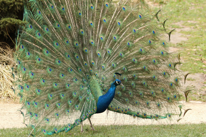 paon bleu au jardin d`acclimatation Paris - blue peacock