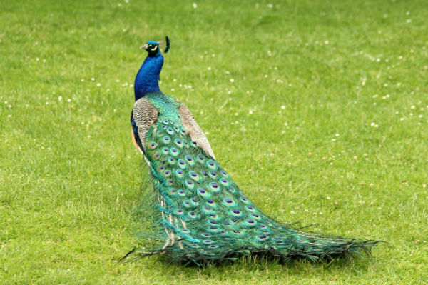 paon bleu peacock Paris bois vincennes lac daumesnil oiseaux bird plume bleu vol libre ile de bercy male femelle