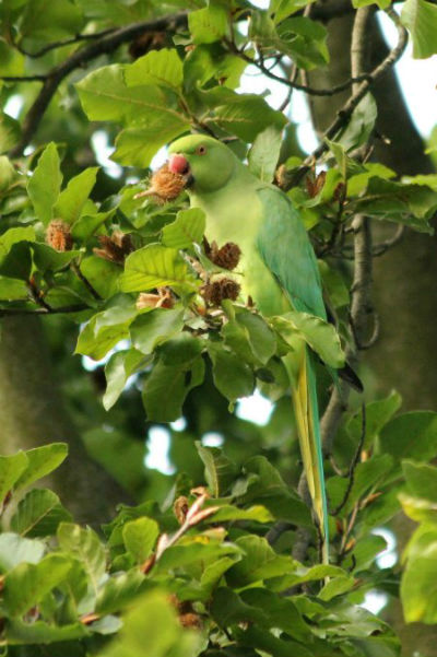 perruche a collier vert parc floral paris vincennes parakeet necklace oiseaux bird 