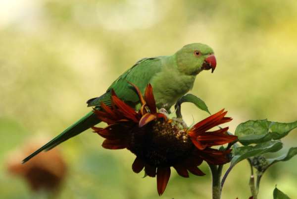 perruche à collier a Paris au jardin des plantes - rose-ringed Parakeet