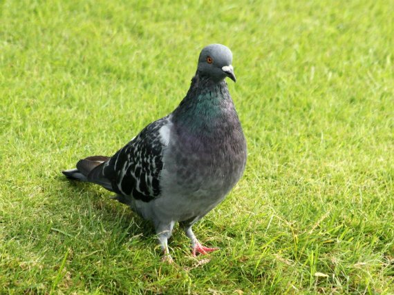 pigeon biset feral rock pigeon Paris oiseaux bird plume pain miette rassemblement nid male femelle rue approupement
