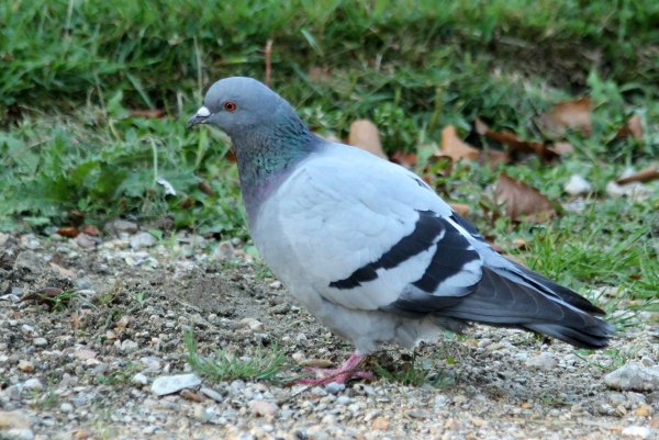 pigeon biset feral rock pigeon Paris oiseaux bird plume pain miette 