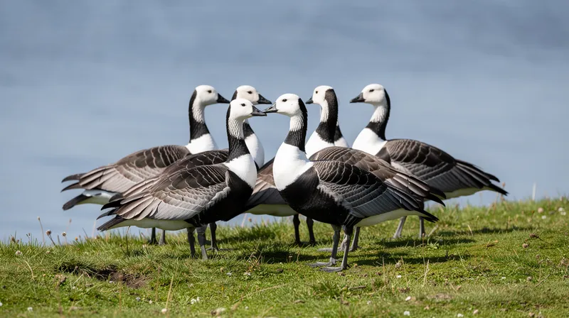 Tout savoir sur la bernache nonnette, oie noir et blanc fascinante