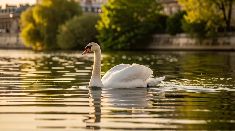 Tout savoir sur le cygne blanc, symbole de beauté aquatique
